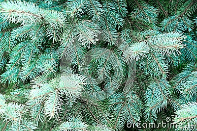 Fresh, green spruce branches, natural background. Stock Photo