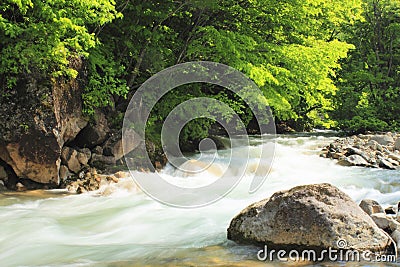 Fresh green and stream Stock Photo