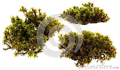 Fresh green swamp moss set isolated on white background Stock Photo