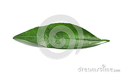 Fresh green tangerine leaf on white Stock Photo