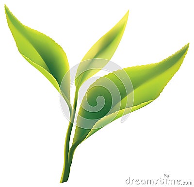 Fresh green tea leaf on white background Vector Illustration