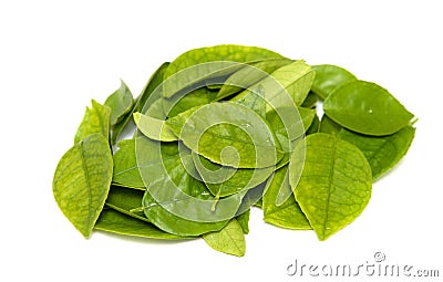 Fresh green tea leaves, drops of water, Stock Photo