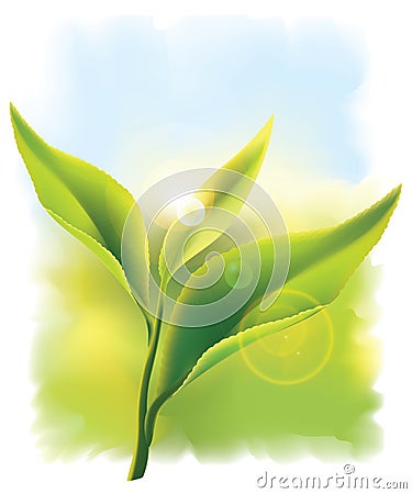Fresh green tea leaves in the rays of sun. Vector Illustration