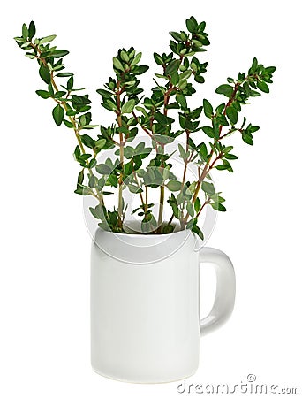 Fresh green thyme bunch in small ceramic noggin Stock Photo