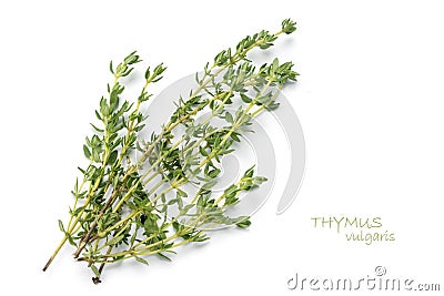 Fresh green thyme, Thymus vulgaris, isolated on white Stock Photo