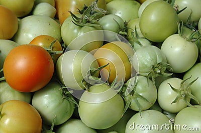 Fresh green tomato Stock Photo