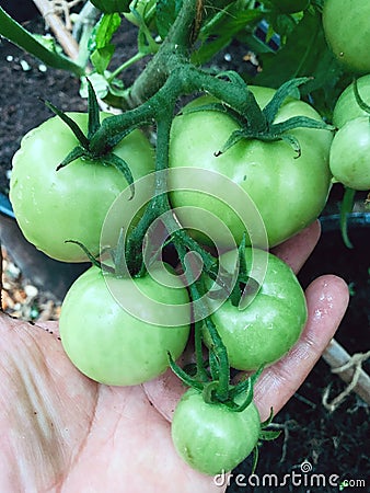 Fresh green tomatoes growing Stock Photo