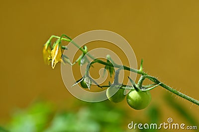Fresh green tomatoes plants. Flowering tomato Stock Photo