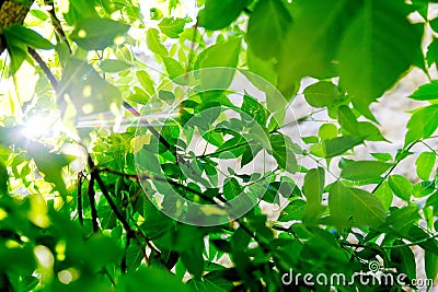 Fresh green tree leaves with sunlight ray Stock Photo