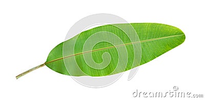 Fresh green tropical banana leaf isolated on white background, path Stock Photo