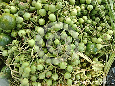 Fresh Green Turkey Berry ( Takokak or Terong pipit) at the market. Stock Photo