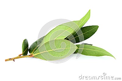 Fresh green twigs bay leaves isolated Stock Photo