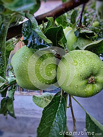 Fresh green two apple on branch in the garden green leaves around, summer season partiality blurred background. Stock Photo
