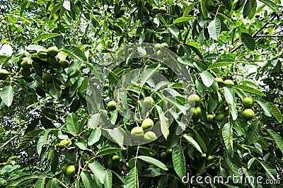 fresh green wallnuts tree Stock Photo