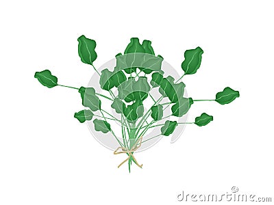 A Fresh Green Watercress on White Background Vector Illustration