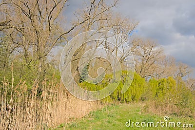 Fresh green weeping willow and other trees in spring Stock Photo