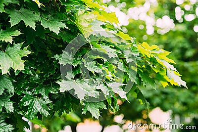 Fresh green wet wet leaves of canadian maple on a branch in summer Stock Photo