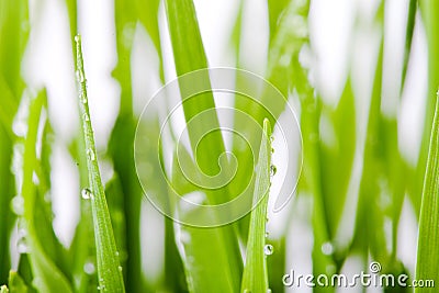 Fresh green wheat seedling close-up Stock Photo