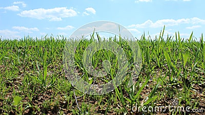 Fresh green wheat shoots on the field in the spring. The beginning of crops, the season of growing vegetables Stock Photo
