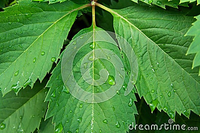 Fresh Green Wild Forest Tree. Trefoil Wet Leaves after Rain with Water Drops. Botanical Nature Background. Wallpaper Poster Stock Photo