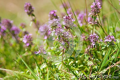 Fresh green Wild Thyme herbs Thymus Vulgaris with light lilac flowers growing in the meadow. Selective Focus. Shallow DOF Stock Photo