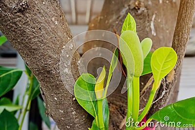 Fresh green young jackfruits Artocarpus heterophyllus growing on the jackfruit tree. Stock Photo