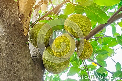 Fresh green young jackfruits Artocarpus heterophyllus growing on the jackfruit tree. Stock Photo