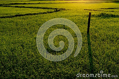 Fresh green young rice tree in the field. Stock Photo