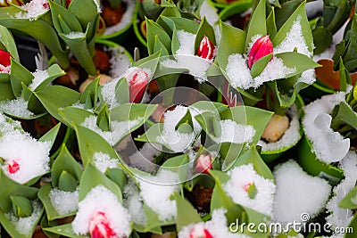 Fresh green young sprouts of tulips flowers under the snow for sale on the flower market. Preparations for March 8 and St. Stock Photo