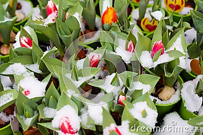 Fresh green young sprouts of tulips flowers under the snow for sale on the flower market. Preparations for March 8 and St. Stock Photo