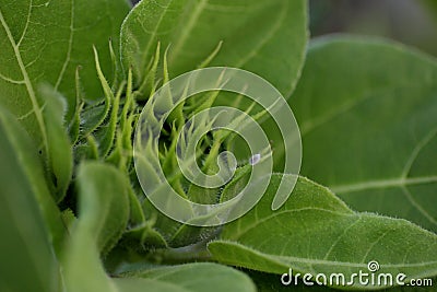Fresh green young sunflower in bloom closeup. Green baby sunflower ready to bloom and the leaves background. Nature green.full Stock Photo