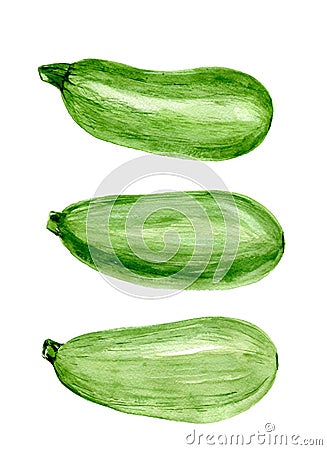 Set of fresh green zucchini. Food watercolor illustration isolated on white background Cartoon Illustration