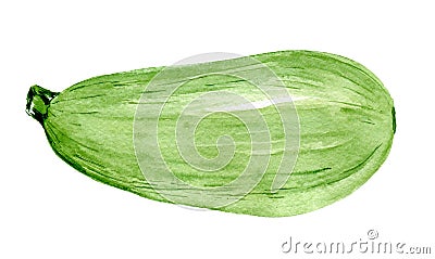 Fresh green zucchini. Food watercolor illustration isolated on white background Cartoon Illustration