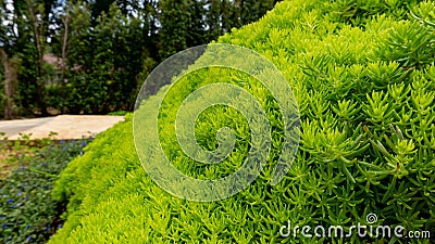 Fresh greenery foliage of needle-like leaves of Sedum angelina plant or stonecrop spreading on the green garden background Stock Photo