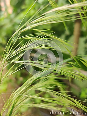 Fresh greenish stick grass Stock Photo