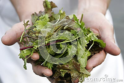 Fresh Greens Stock Photo