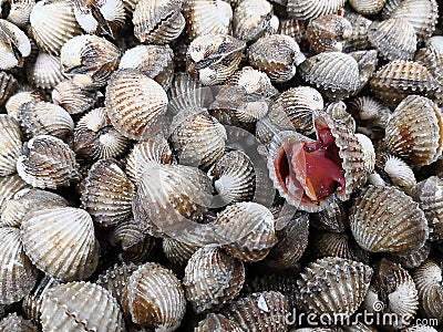 Raw seafood series - Stock Photo