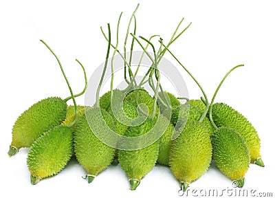 Fresh group of teasel gourds Stock Photo