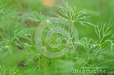 Fresh growing dill weed Stock Photo