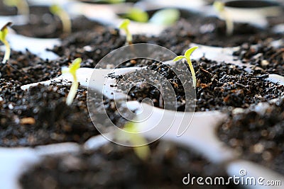 Fresh growing lettuce seed Stock Photo