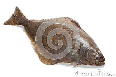 Fresh halibut fish Stock Photo