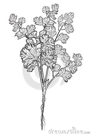 Fresh hand drawn coriander herb, vector illustration Vector Illustration