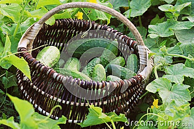 Fresh harvest of cucumbers in a basket. Gardening background with green plants Stock Photo