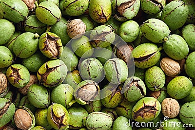 Fresh harvest of walnuts in a green shell Stock Photo