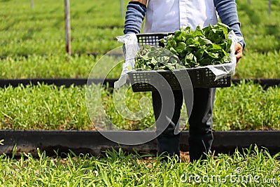 Fresh harvest vegetable from organic farm ready for delivery Stock Photo