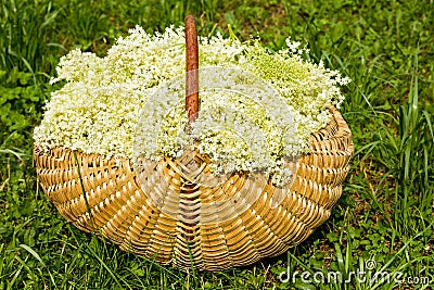 Fresh harvested elderflowers in wicker basket outside Stock Photo