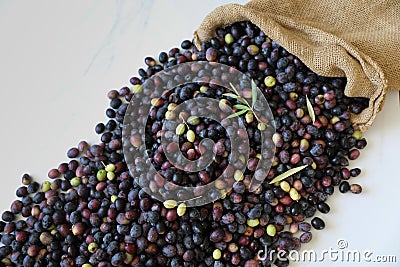 Fresh harvested ripe black olives , Mediterranean fall sign Stock Photo