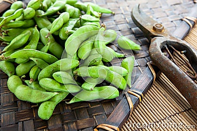 Fresh harvested young soybeans Stock Photo