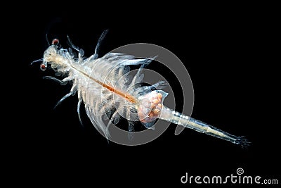 Fresh hatched brine shrimp Artemia salina isolated Stock Photo