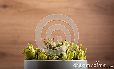 Fresh hazel nuts on a table Stock Photo
